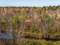 Moorbereich mit jungem Birkenhain